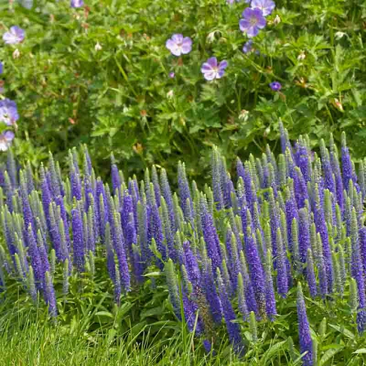 Veronica spicata 'Royal Candles'