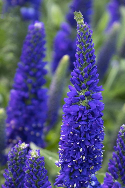 Veronica Vernique Blue
