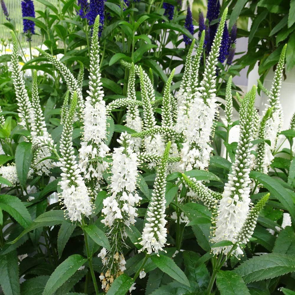 Veronica Vernique White