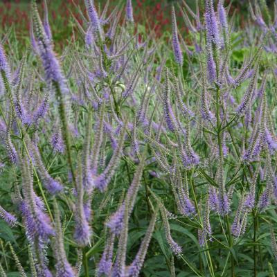 Veronicastrum vir. 'Fascination'