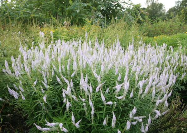 Veronicastrum virginicum