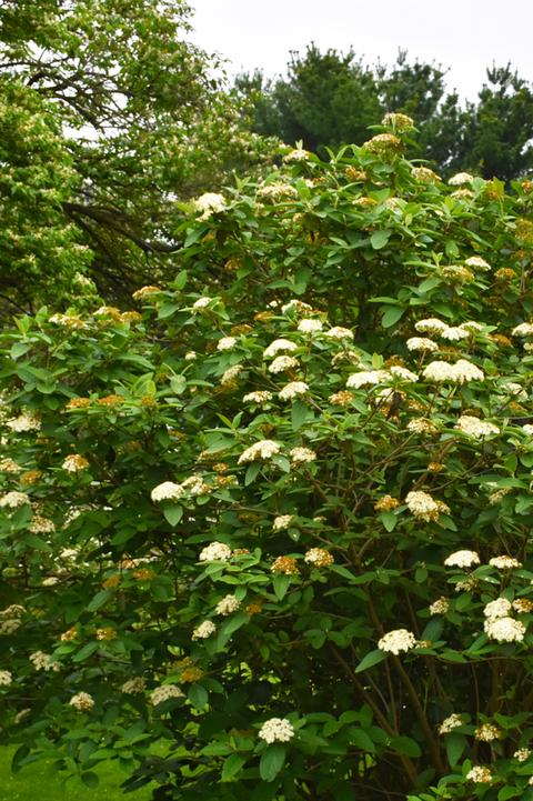 Image of Juddi viburnum shrub with orange berries