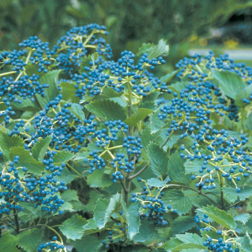 Viburnum dentatum 'Blue Muffin'