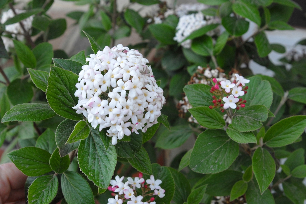 Viburnum x burkwoodii
