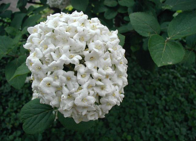 Viburnum Carlcephalum