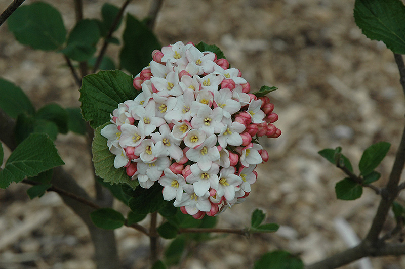 Viburnum 'Cayuga'