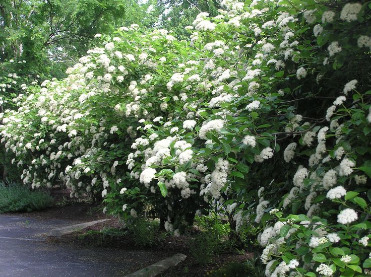 Viburnum d. 'Chicago Lustre'