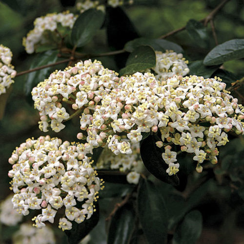 Viburnum x burkwoodii 'Conoy'