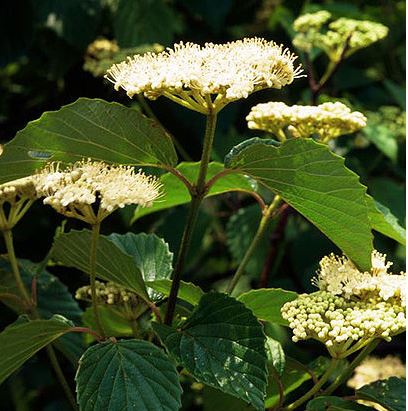 Viburnum dentatum