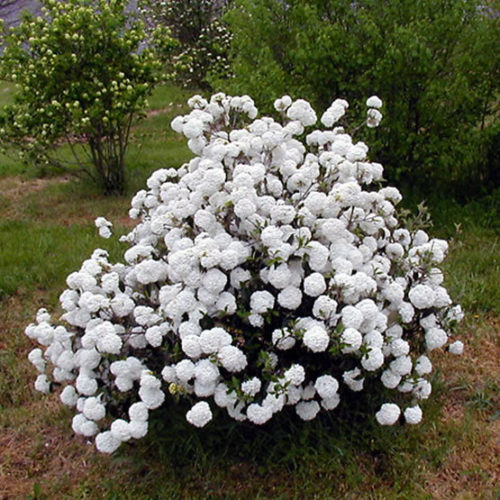 Viburnum 'Eskimo'