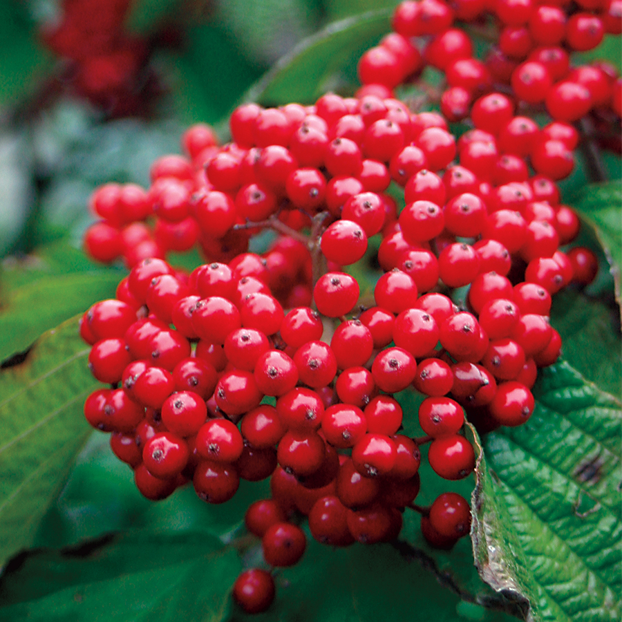 Viburnum dil. 'Henneke' (Cardinal Candy)