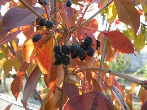 Viburnum lentago