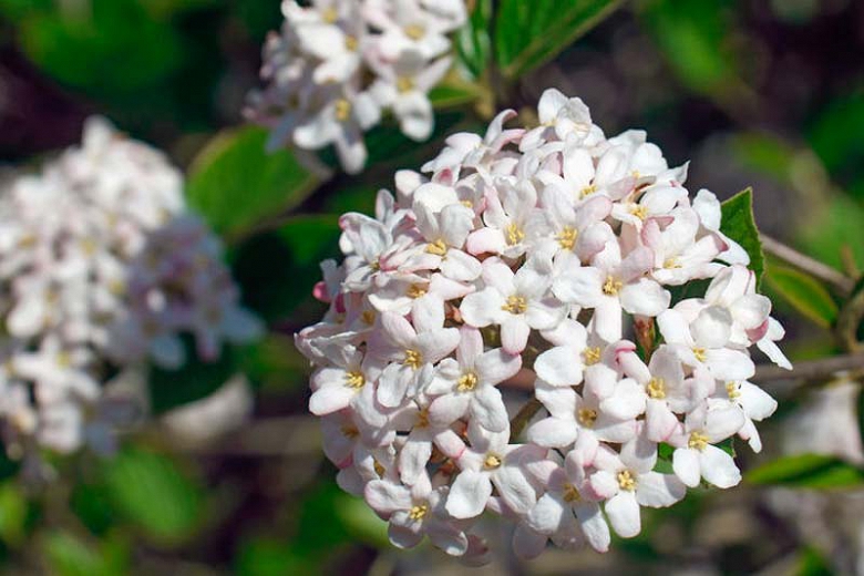 Viburnum x burkwoodii 'Mohawk'