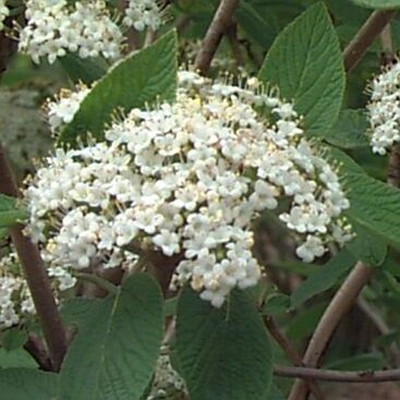 Viburnum l. 'Mohican'