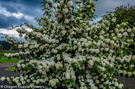 Viburnum p. tom. 'Popcorn'