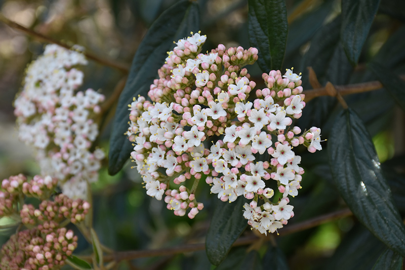 Viburnum x pragense