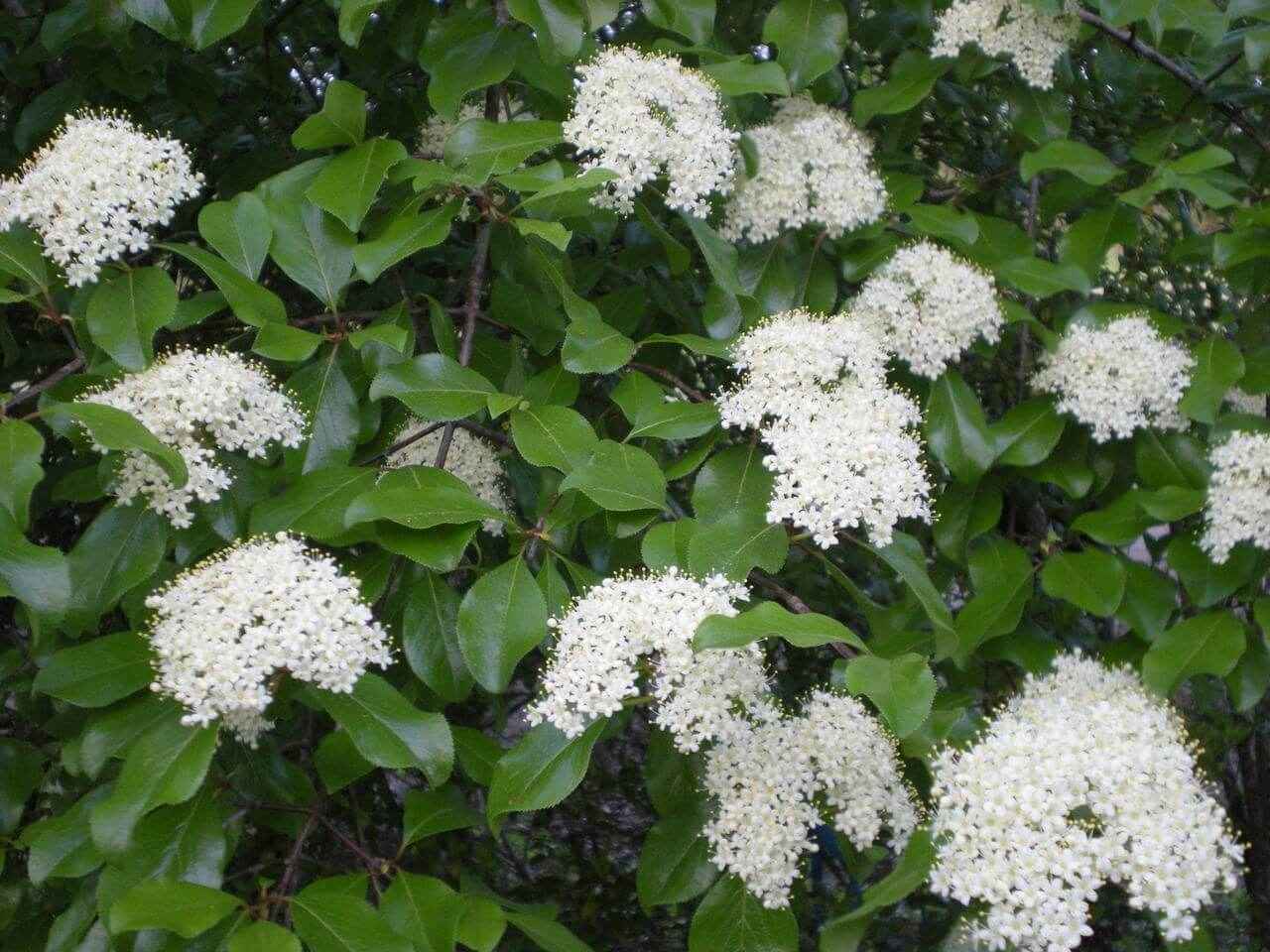 Viburnum prunifolium