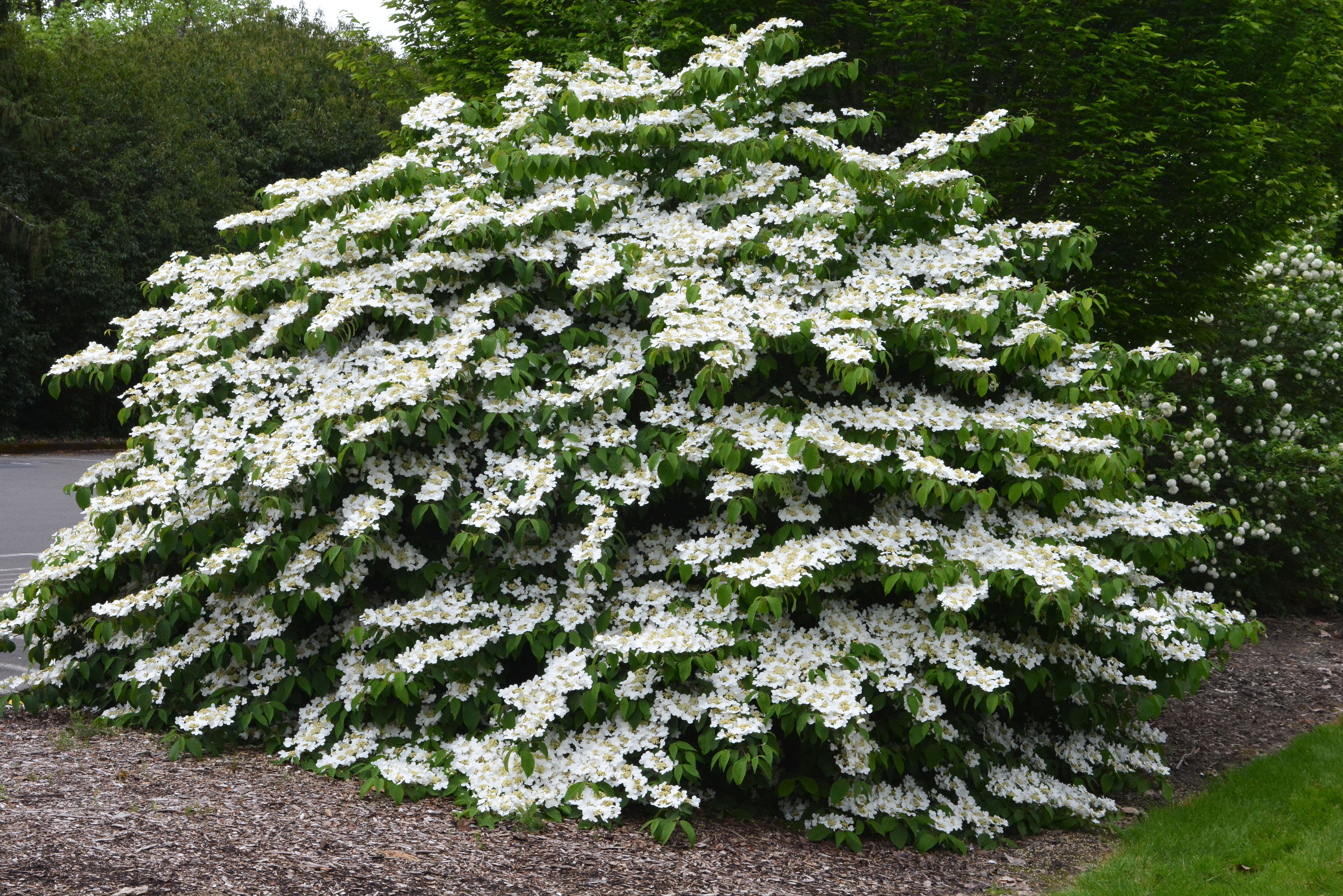 Viburnum plicatum tom. 'Shasta'