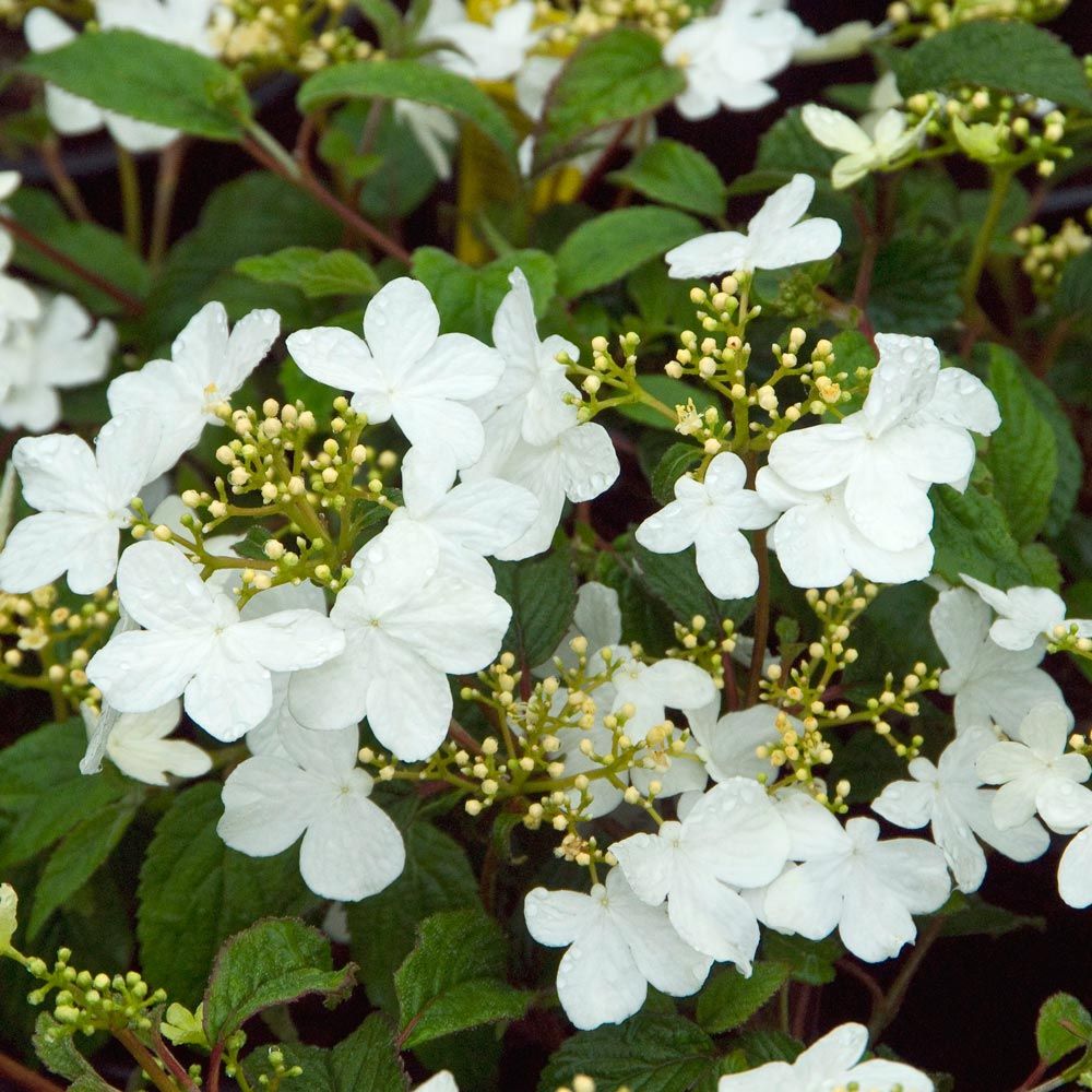 Viburnum p. tom. 'Summer Snowflake'