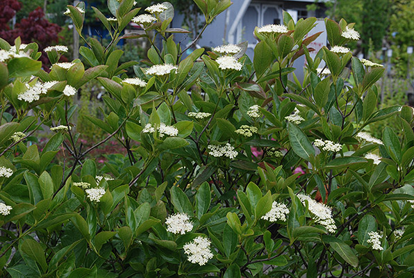 Viburnum nudum 'Winterthur'