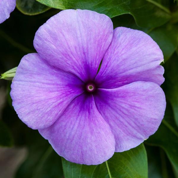 Vinca Blockbuster Blue
