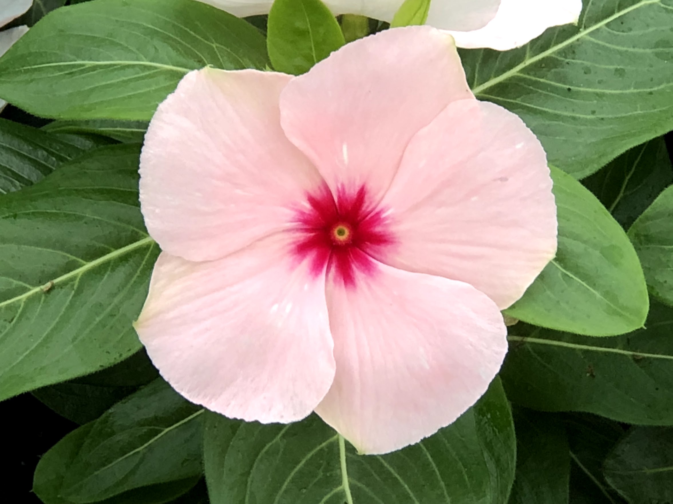 Vinca Cora Apricot