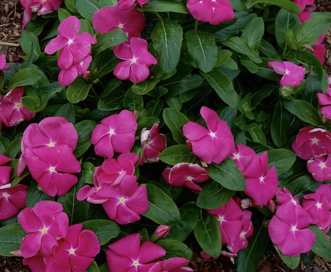 Vinca Cora Cascade 'Bright Rose'