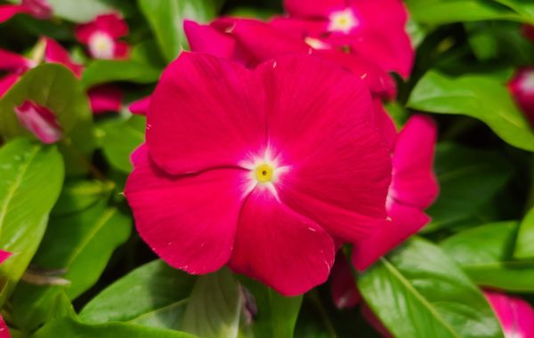 Vinca Cora Cascade 'Cranberry'