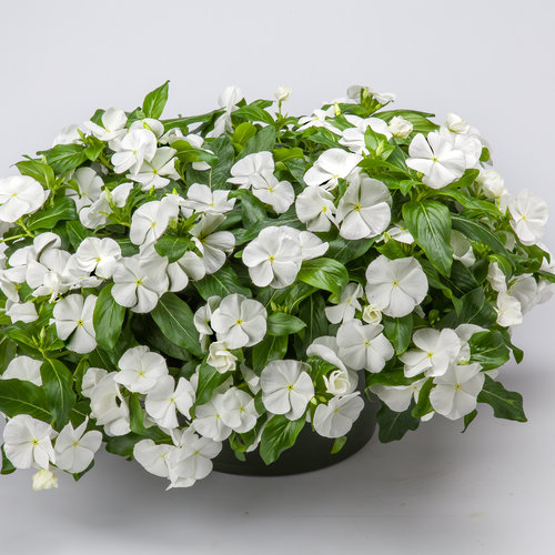 Vinca Cora XDR White