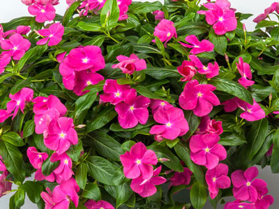 Vinca Cora Cascade 'Violet'