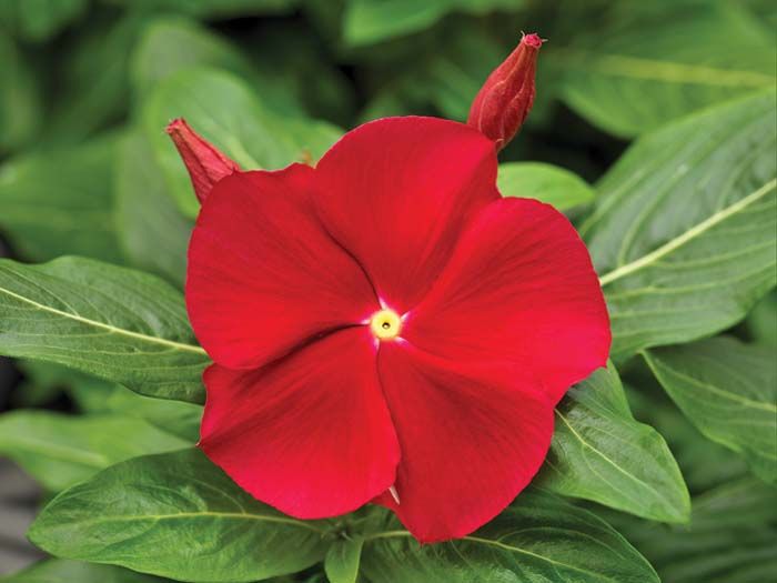 Vinca Cora 'Classic Red'