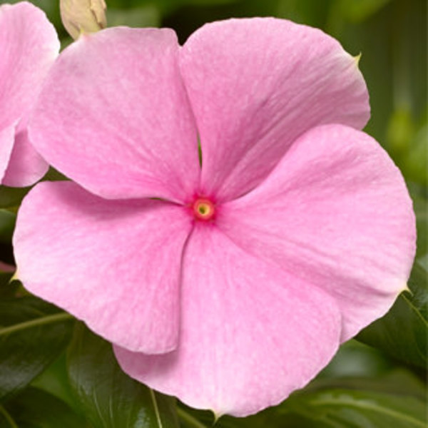 Vinca Cora XDR 'Light Pink'
