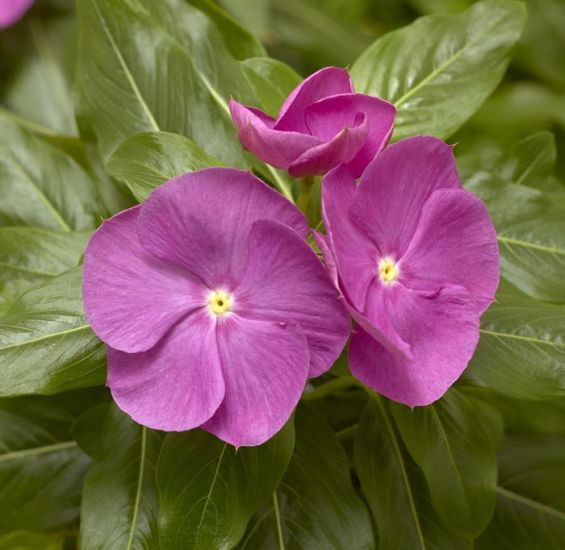 Vinca Cora Cascade 'Orchid'