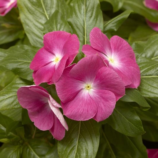 Vinca Cora 'Pink Halo'