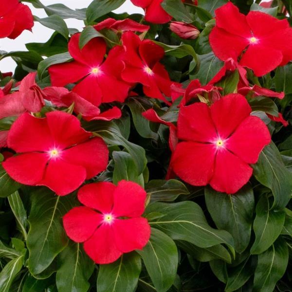 Vinca Cora XDR Red Glow