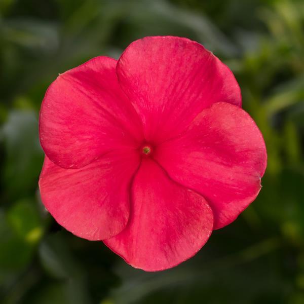 Vinca Cora Cascade 'Rose Punch'