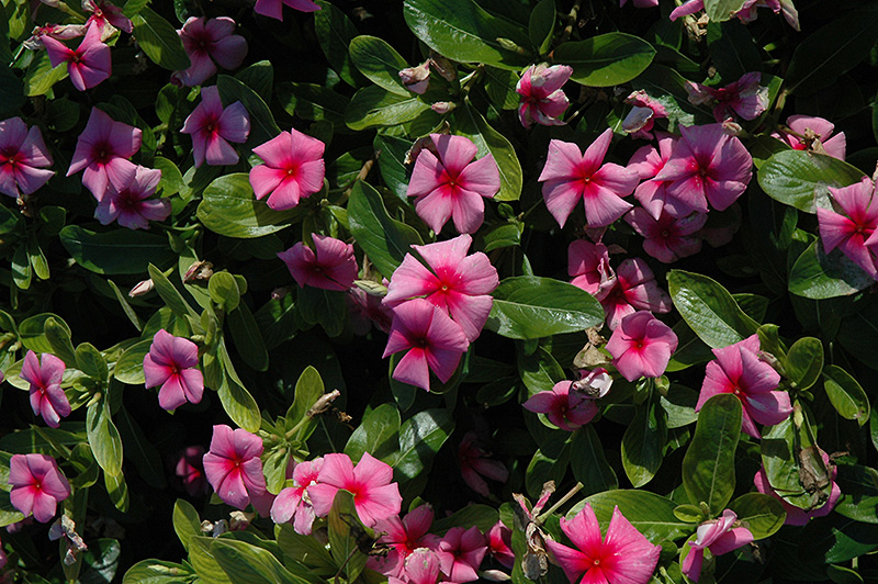 Vinca Cora 'Strawberry'