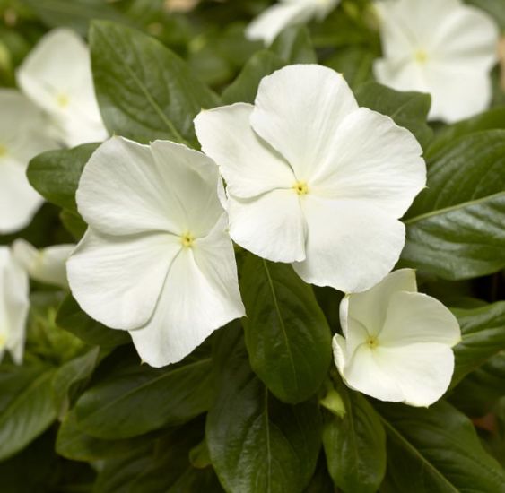 Vinca Cora 'White'