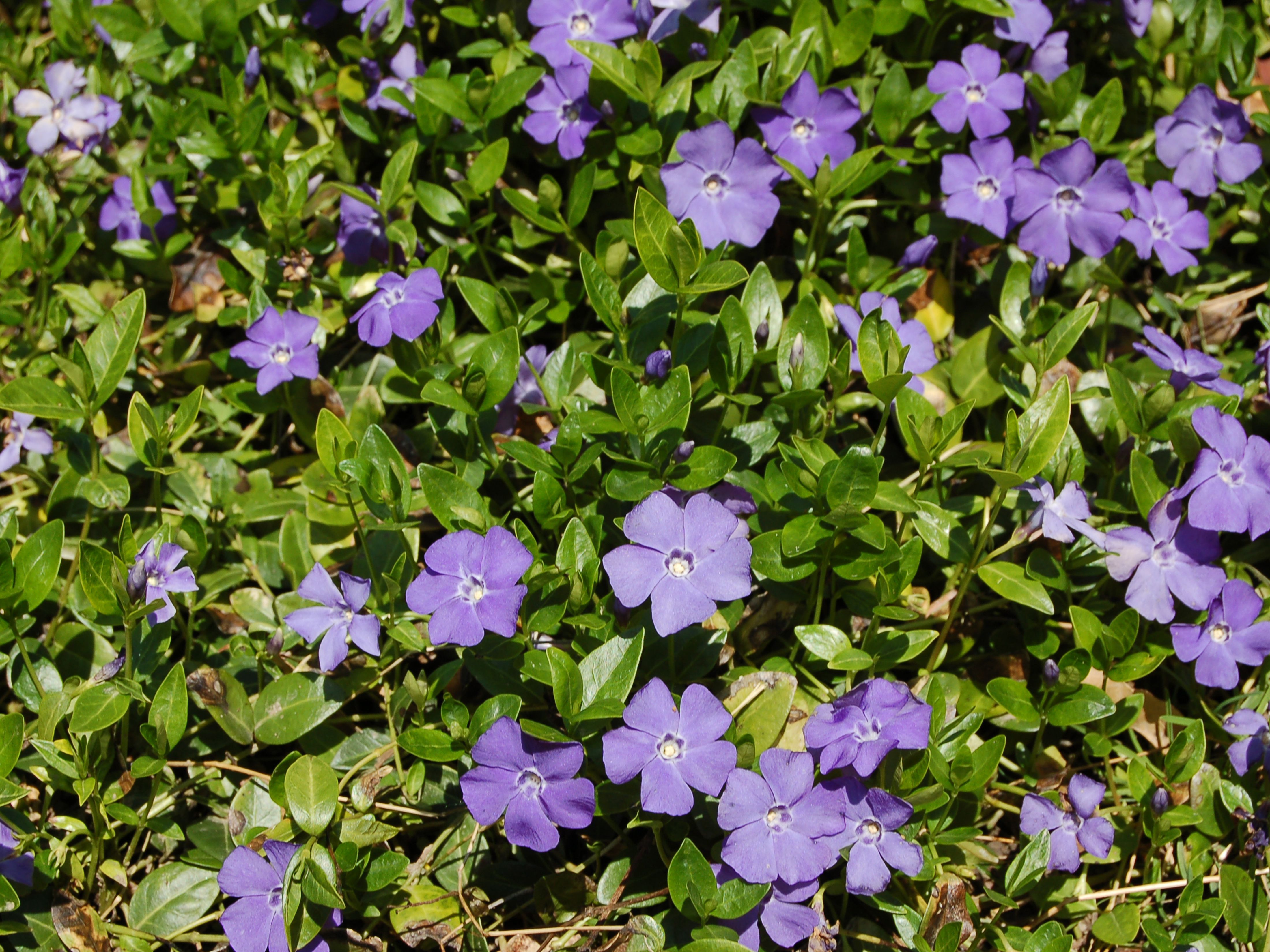 Vinca minor