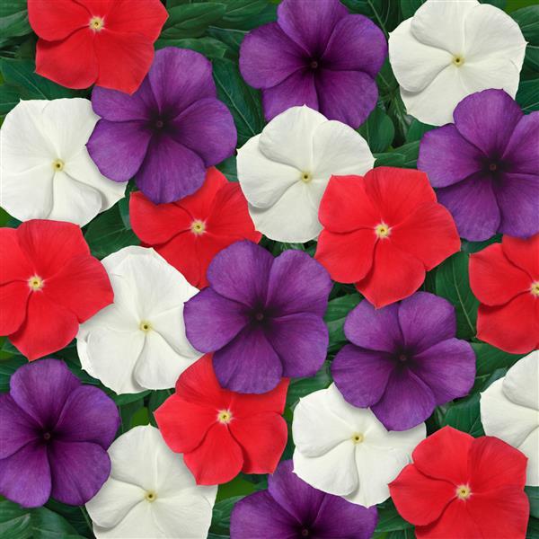 Vinca Tattoo American Pie