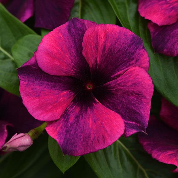 Vinca Tattoo 'Black Cherry'