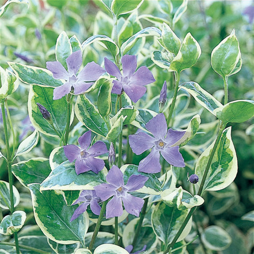 Vinca Major 'Variegata'