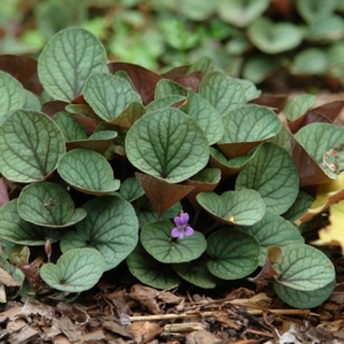 Viola w. 'Silver Gem'