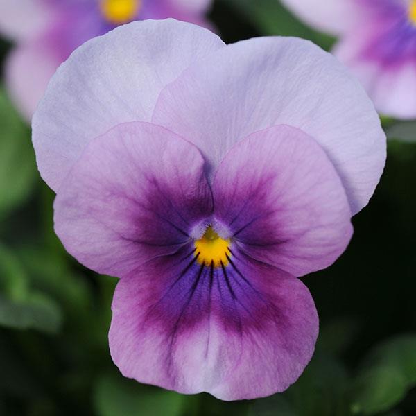 Viola Sorbet 'Orchid Rose Beacon'