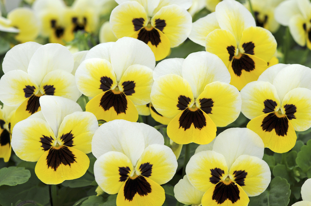 Viola Sorbet 'Lemon Ice'