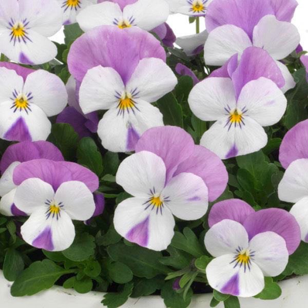 Viola Sorbet 'Pink Wing'