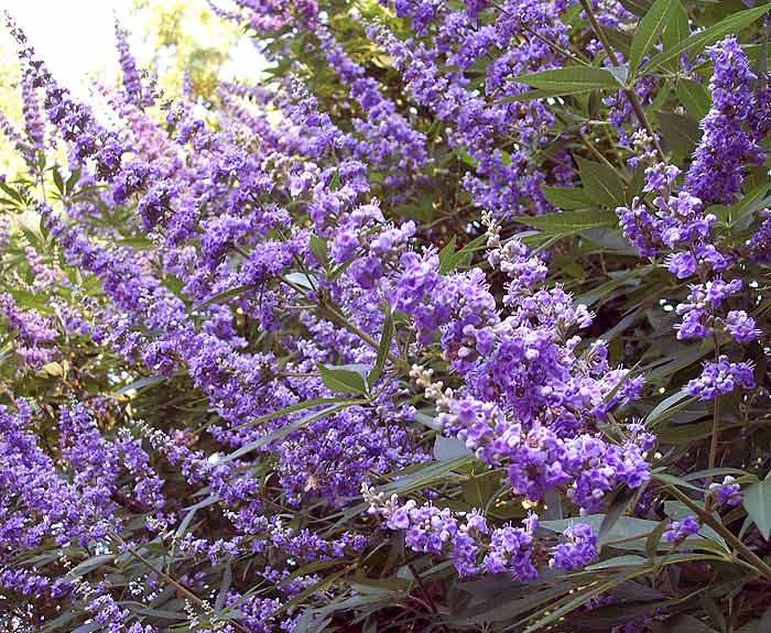 Vitex a. 'Shoal Creek'