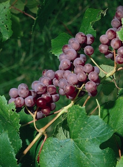 Vitis Catawba