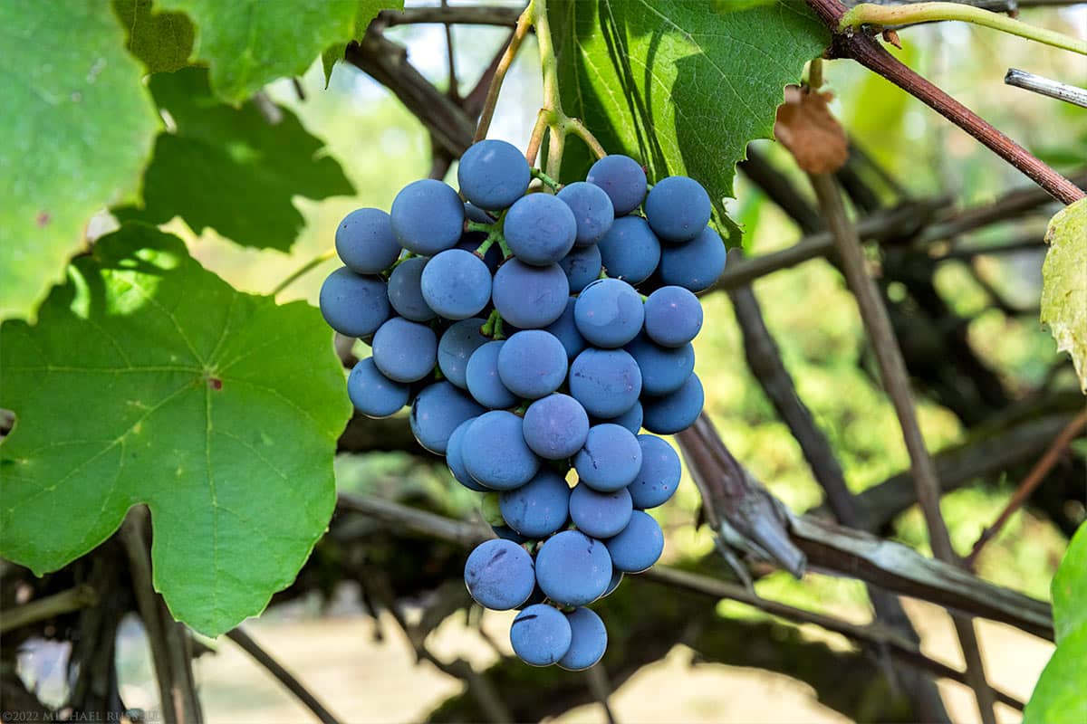 Vitis Concord
