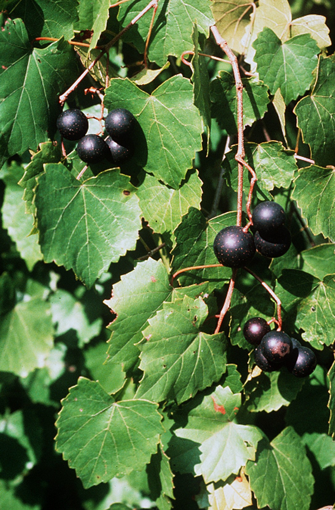 Vitis Scuppernong